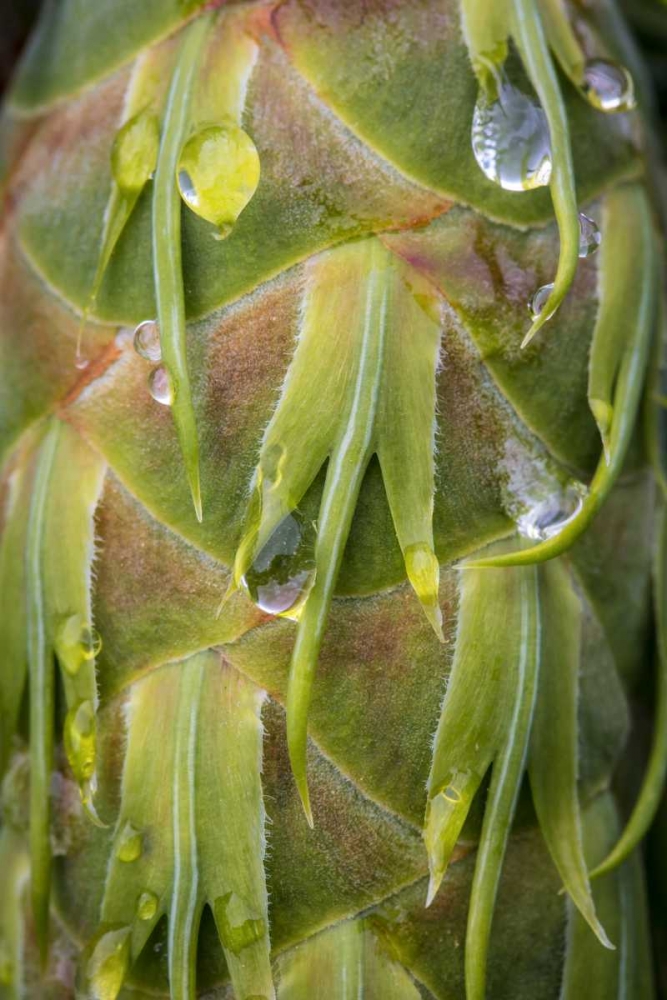 Washington, Seabeck Dew on Douglas fir cone